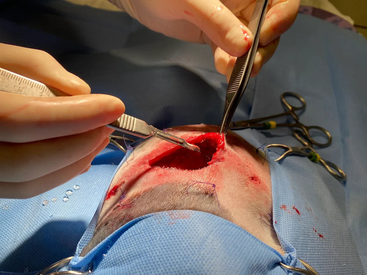 selected slide image