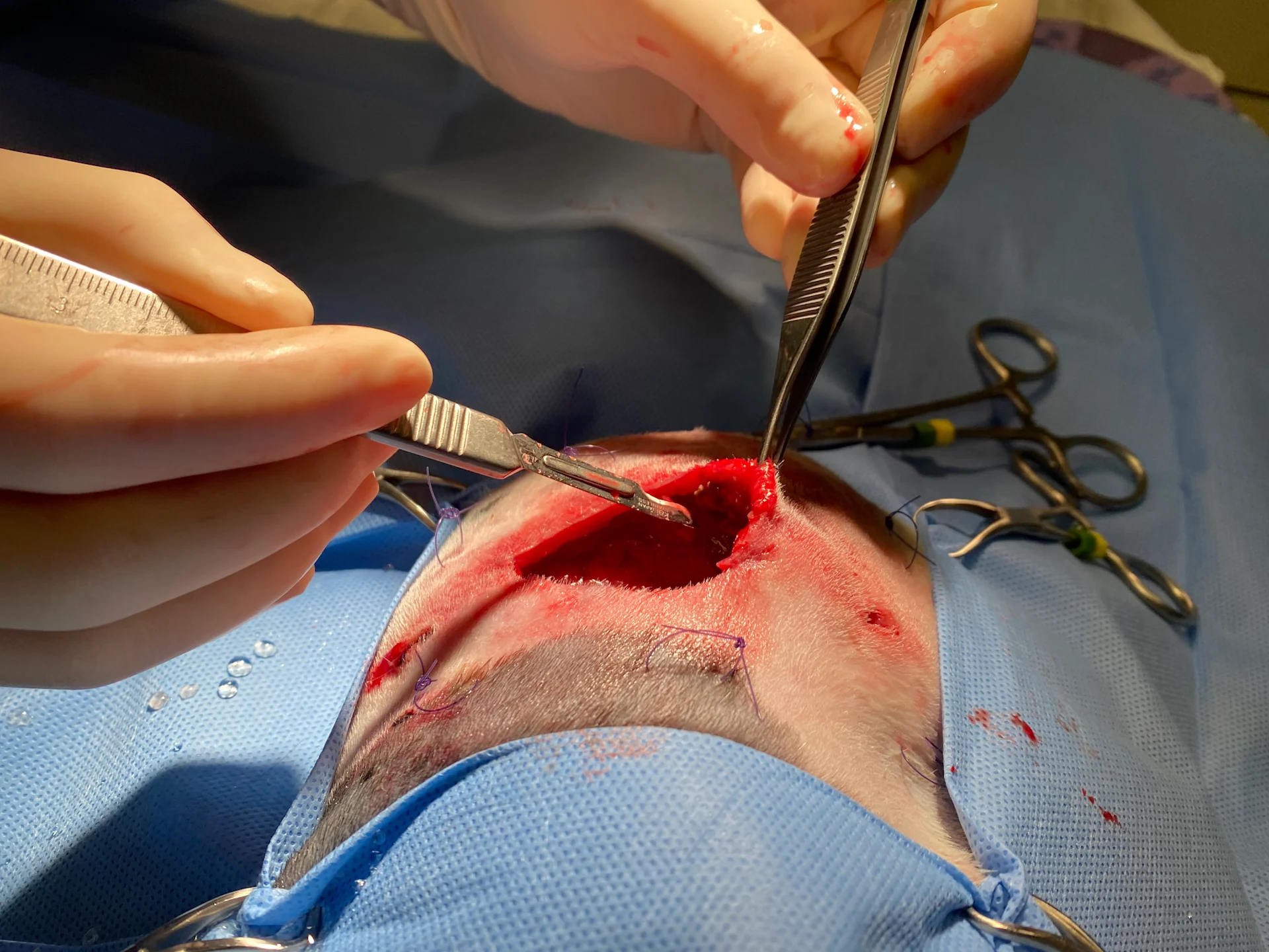 selected slide image