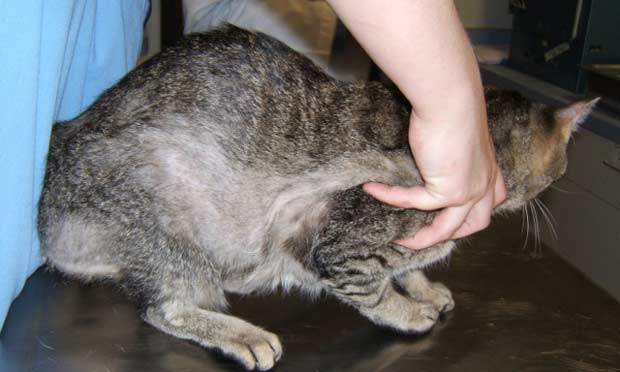 Stress in sale cats hair loss