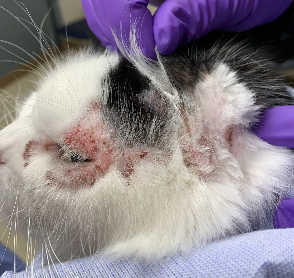A feline patient showing periocular miliary skin lesions. 