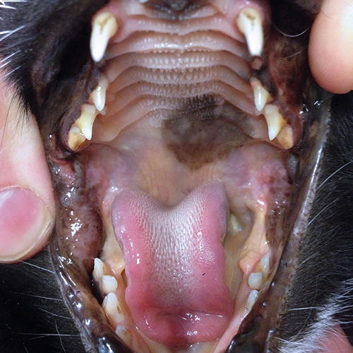 Feline Hepatic Lipidosis From Diagnosis to Treatment Clinician's Brief