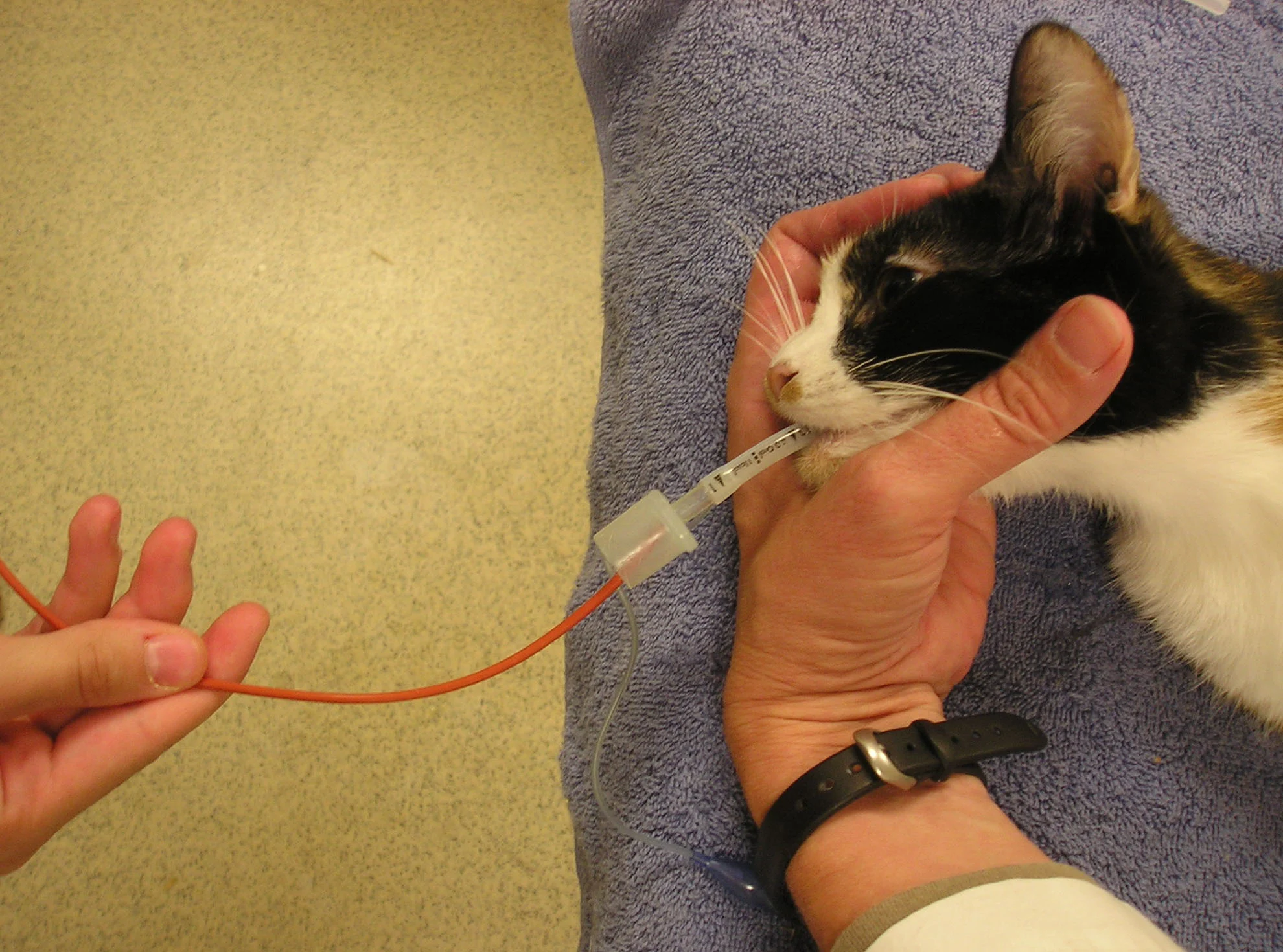 A red rubber catheter is inserted into the endotracheal tube.