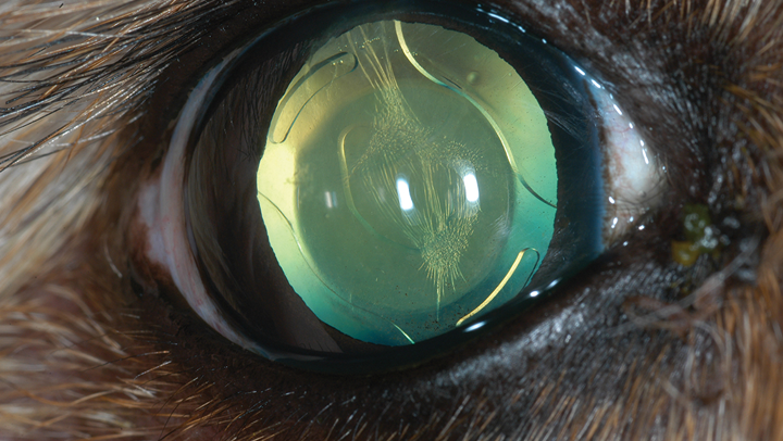 Congenital cataracts in store dogs