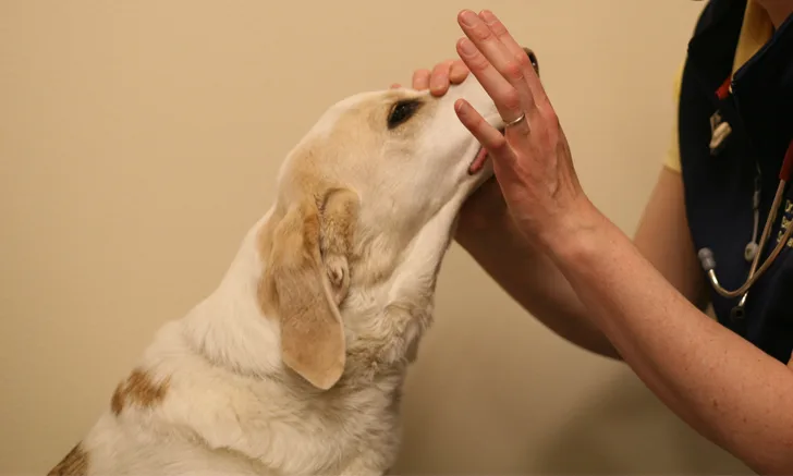 Person holding muzzle of dog upwards with one hand with other hand raised toward dog’s eye.