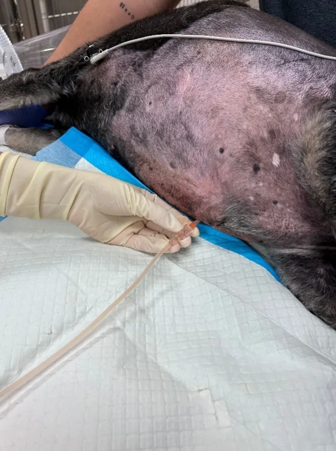 selected slide image