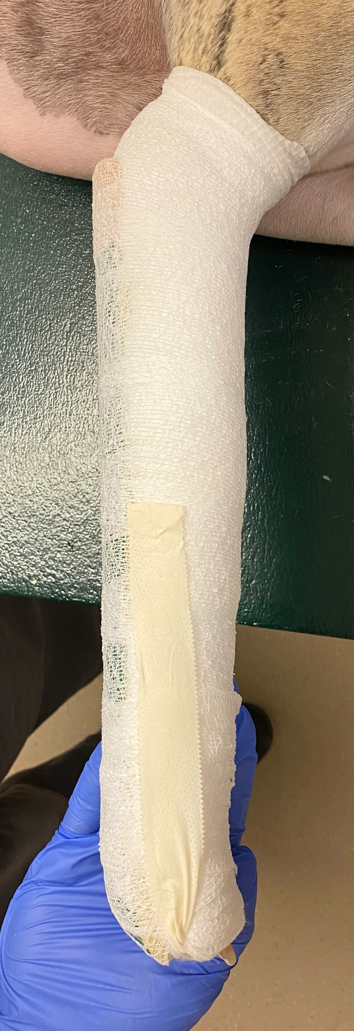 Bandaged forelimb of dog with tape stirrup adhered to side of bandage.