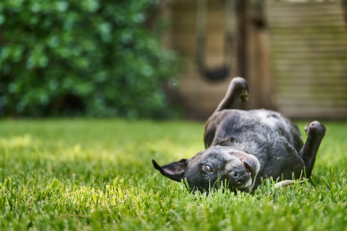 A playful dog with a gray coat lies on its back in a lush green lawn, rolling joyfully with its paws in the air. The background features blurred greenery and a wooden fence, creating a relaxed outdoor setting.