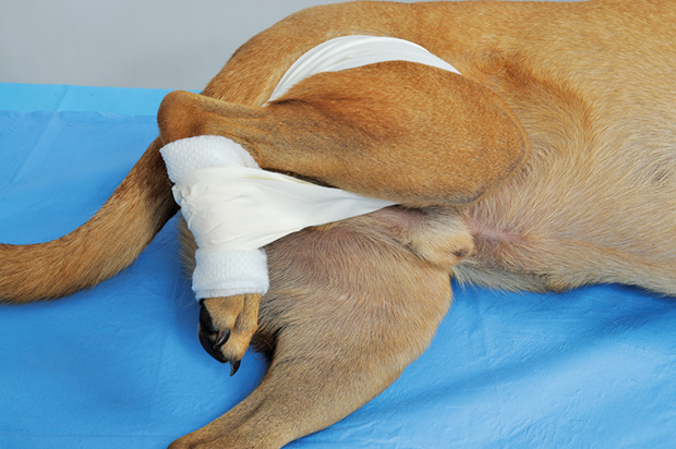 The Ehmer Sling in Canine Orthopedic Surgery Clinician s Brief