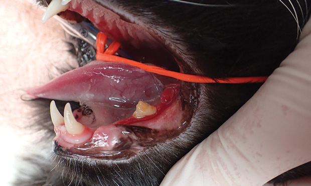 Feline stomatitis outlet treatment