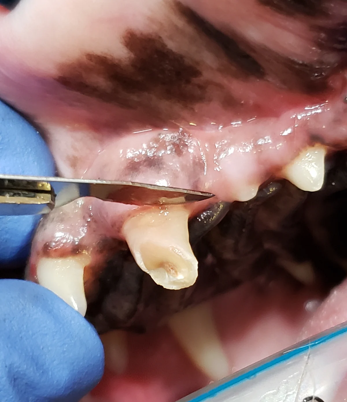Scalpel with cutting edge held up against the free gingival margin of broken canine tooth in a dog.