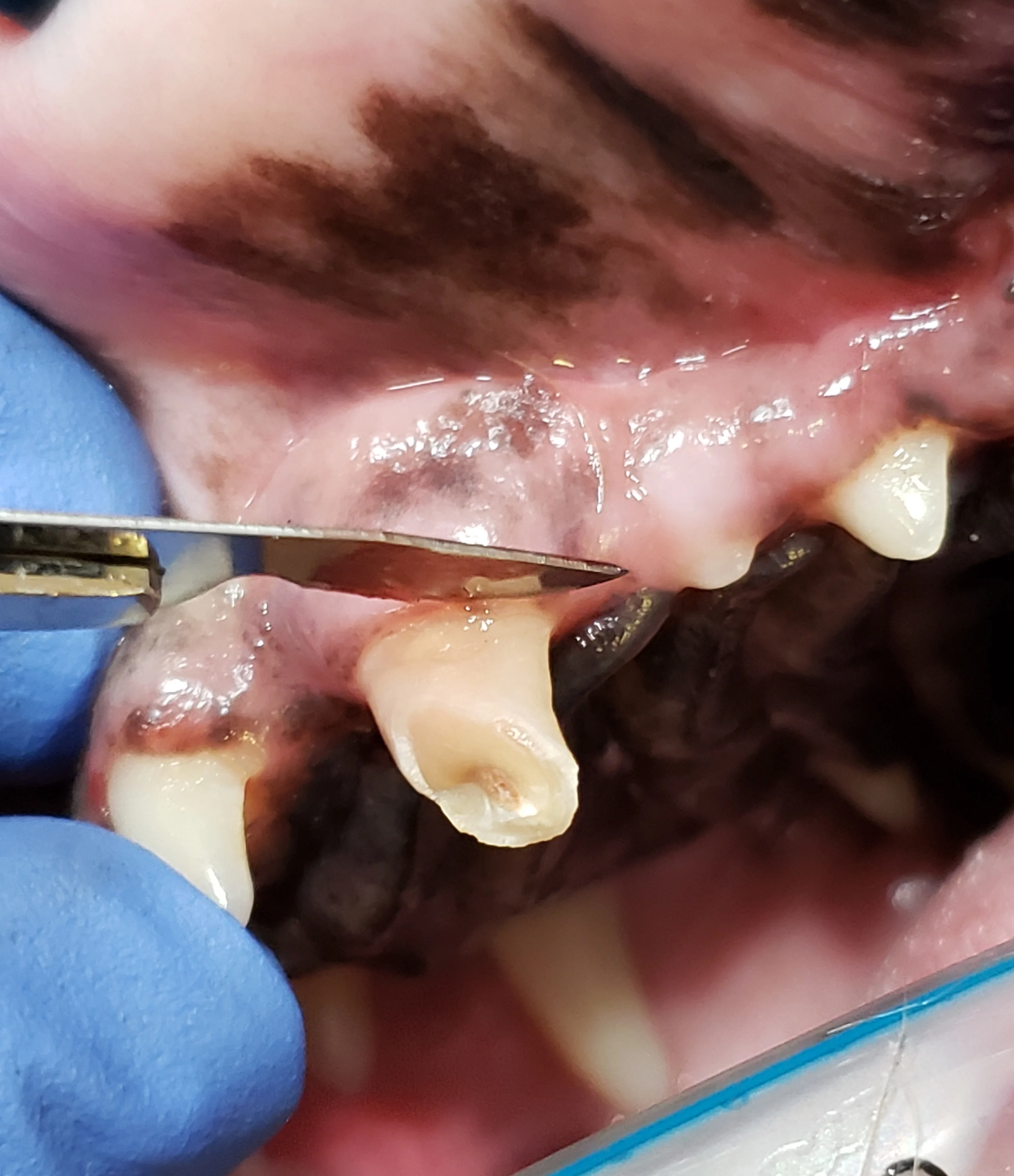 Scalpel with cutting edge held up against the free gingival margin of broken canine tooth in a dog.