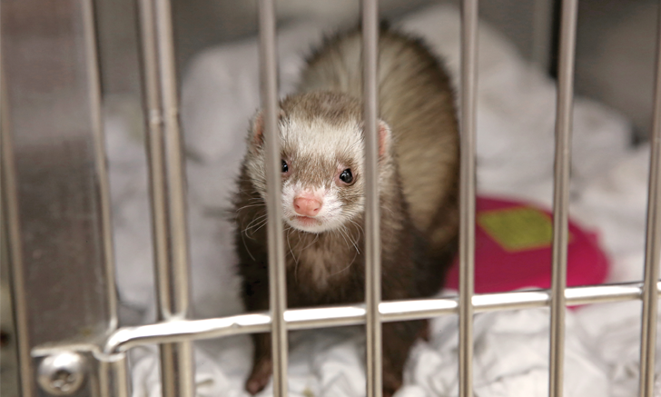 Carolina ferret hot sale