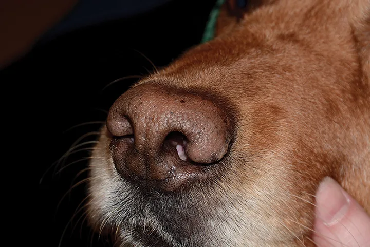 A close-up of a dog’s nasal planum with tan pigmentation.