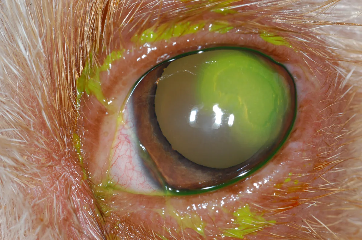 Fluorescein staining in a dog’s eye revealing a large defect with loose epithelial margins.