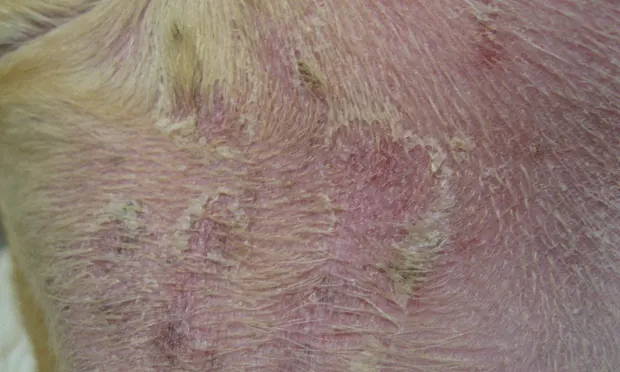 Close-up of dog skin with alopecia and semicircular areas of crusting.