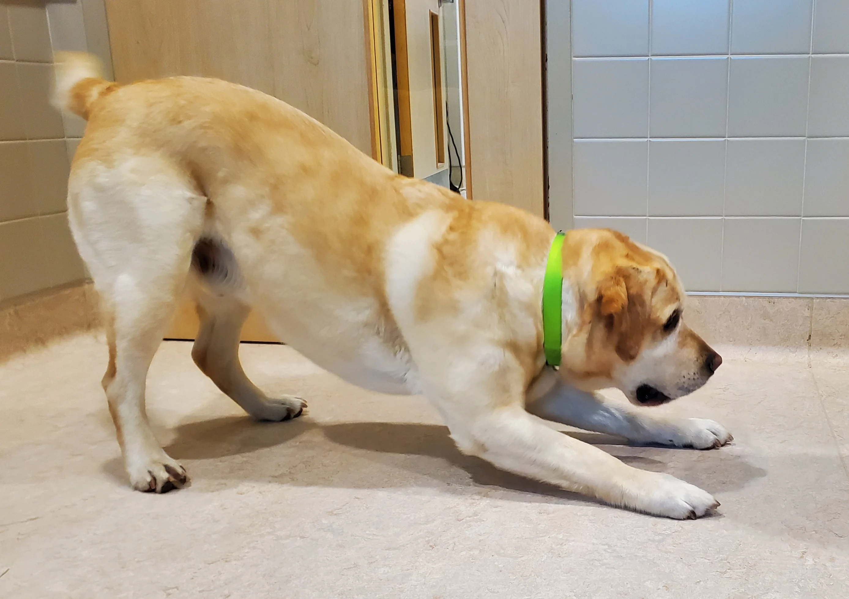 Overhead view of a dog with an enlarged abdomen.