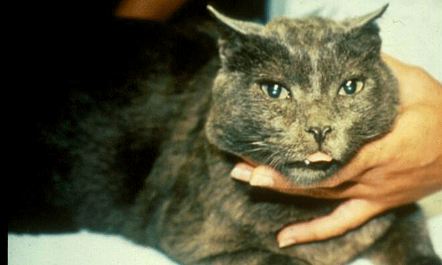acromegaly in cats