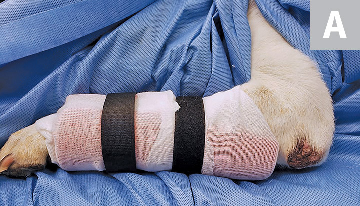 Donut bandage for hot sale dogs