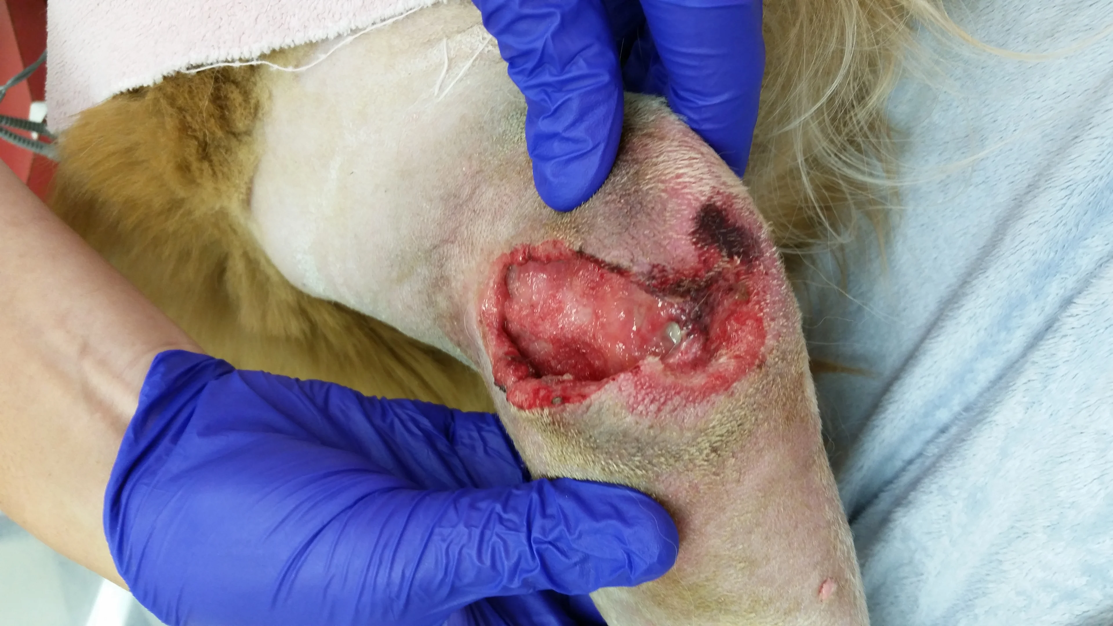 A large open wound over caudal aspect of a dog's elbow before and after treatment.