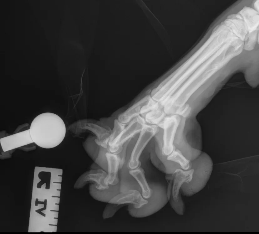 Radiographic images of a dog’s foot.