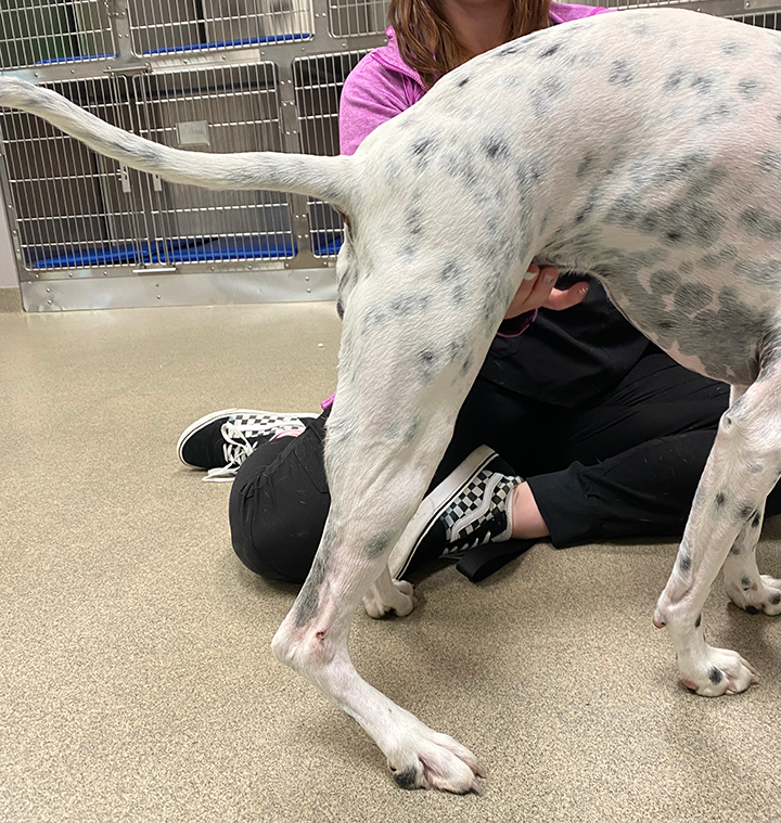 Acute Lameness in a 3-Year-Old Spayed Pointer: Case