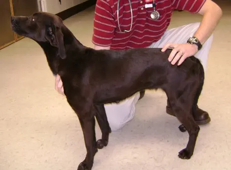 A veterinarian examining a dog.
