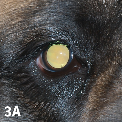 Lenticular sclerosis 2024 dog treatment