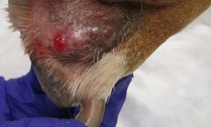 A close-up of a round swelling in between the digits of a canine. 