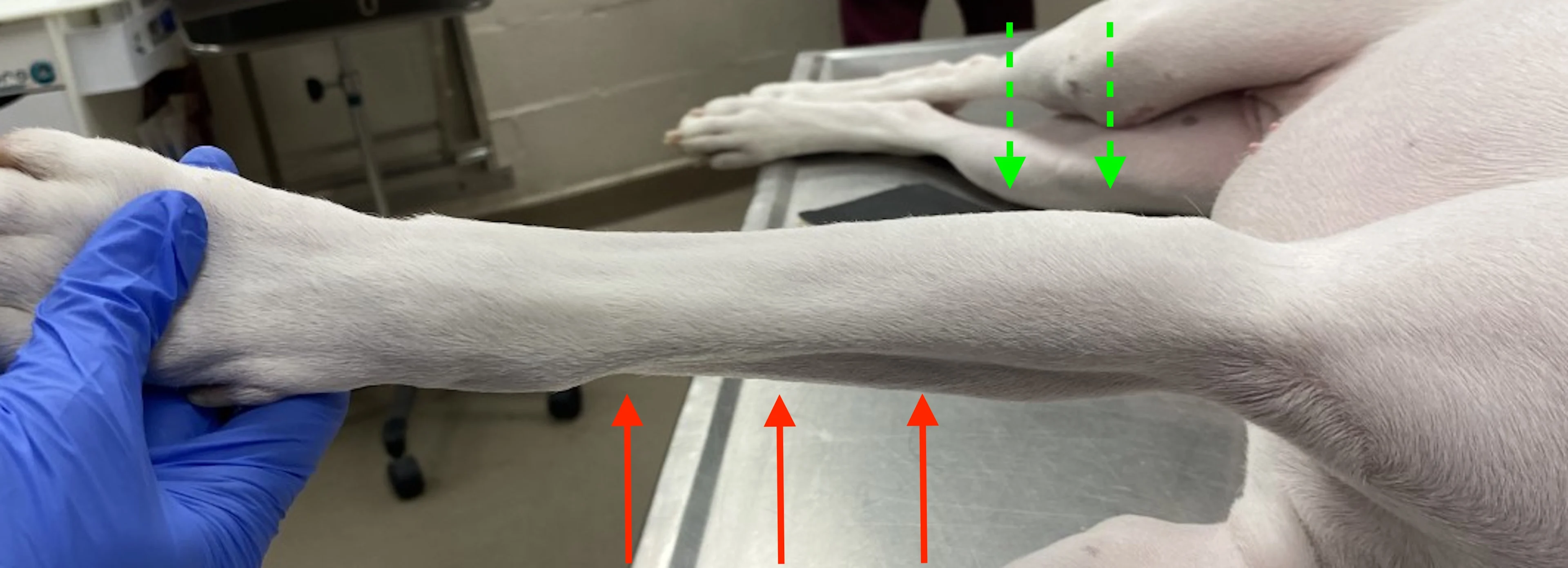 Gloved hand holding forelimb of laterally recumbent dog out with arrows proper locations for palpation.
