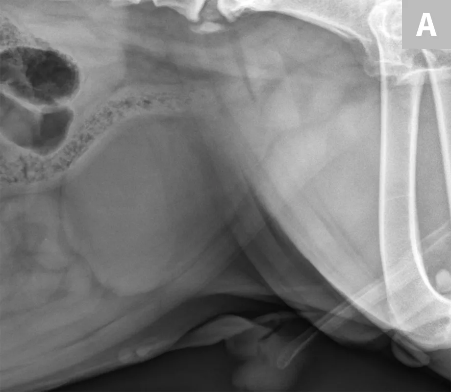 selected slide image