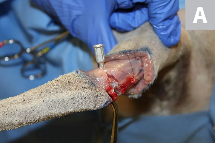 Tail incised through musculature and hypodermic needle inserted in intervertebral space.