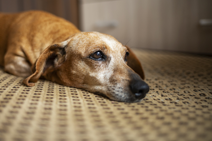 what does prednisone do for a dog with lymphoma