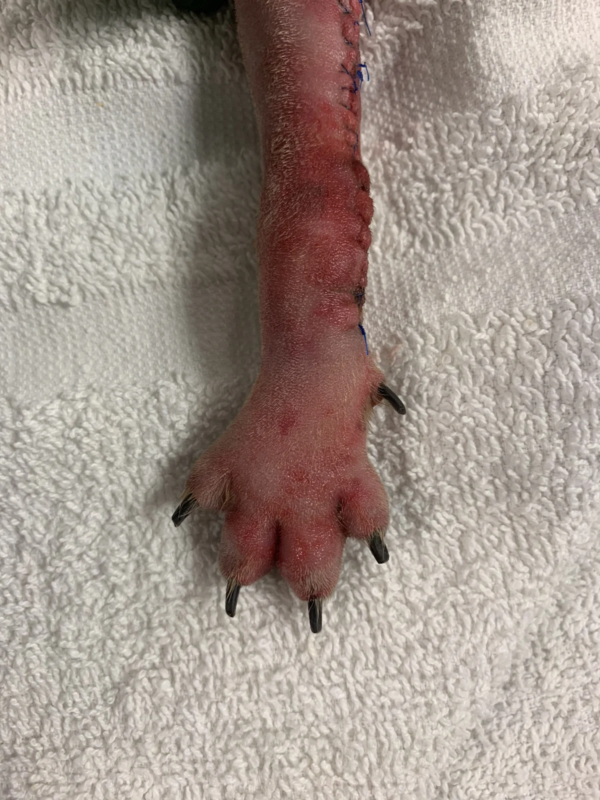 Erythema and pronounced swelling of the distal forelimb of a dog.