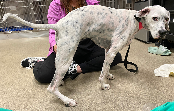 Acute Lameness in a 3-Year-Old Spayed Pointer: Case