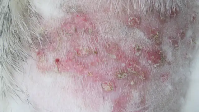 A Comprehensive Look at Canine Atopic Dermatitis