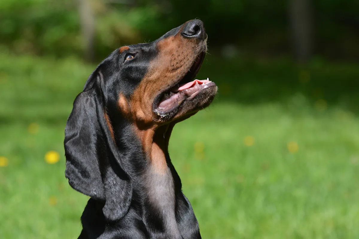 A black and tan coonhound stands outdoors with its head raised, gazing upward with an attentive expression. The background features a grassy area dotted with dandelions, suggesting a warm, sunny day.