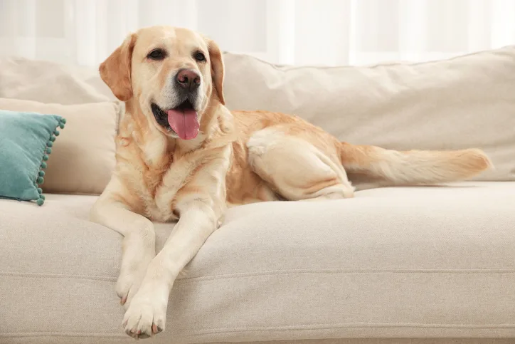 A Labrador retriever resting on a beige couch.