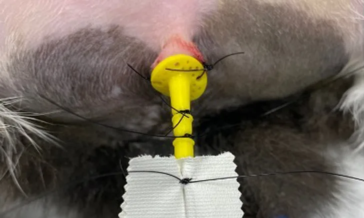 Close-up of urinary catheter sutured into place in a cat.