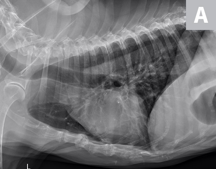 Chronic Coughing in a Yorkshire Terrier Clinician s Brief