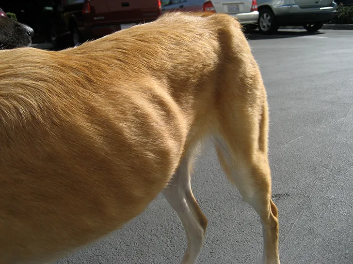 Closer view of extremely thin dog showing protruding ribs and hip bones with muscle wasting.