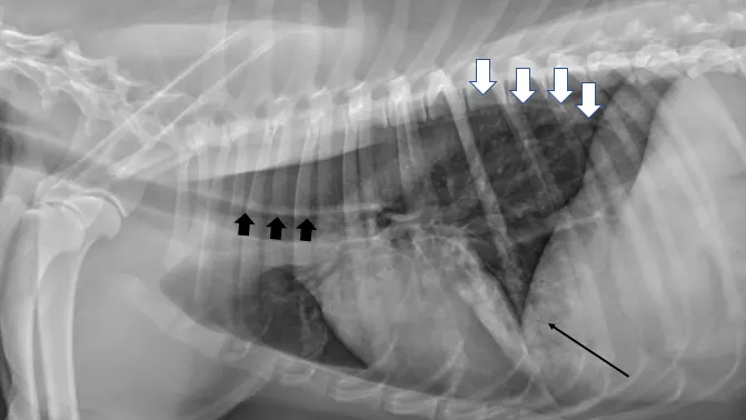 Lateral thoracic image of a dog with arrows pointing to specific abnormalities.