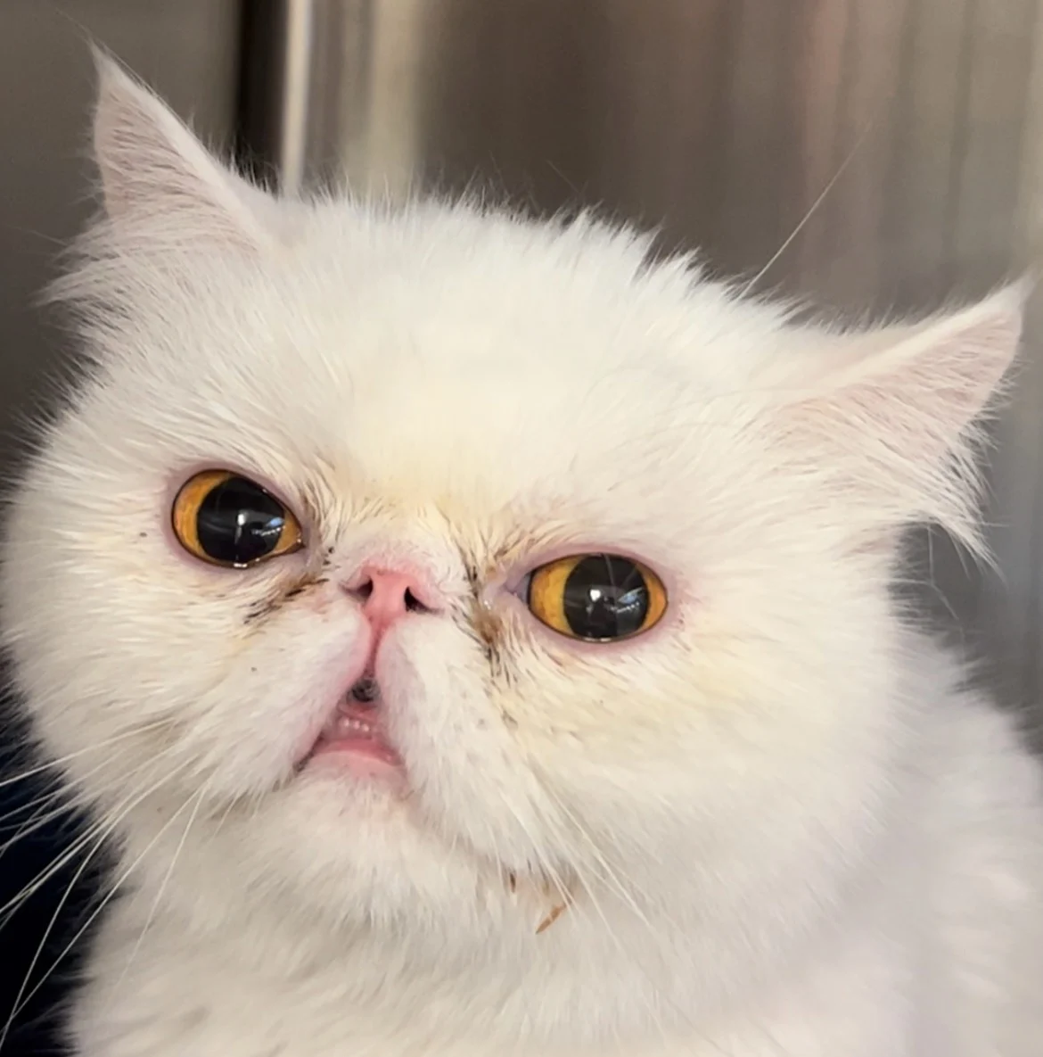A brachycephalic cat panting with relatively pink nose and mucous membranes.