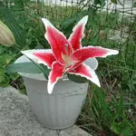 A vibrant red and white lily flower is blooming in a light gray pot, positioned on a stone surface with greenery and a fence in the background. The flower's petals are large and striking, showcasing its detailed markings and healthy appearance.