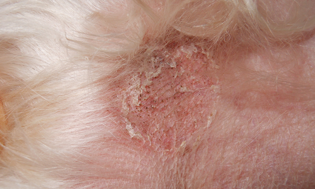 Photos of hotsell ringworm on dogs