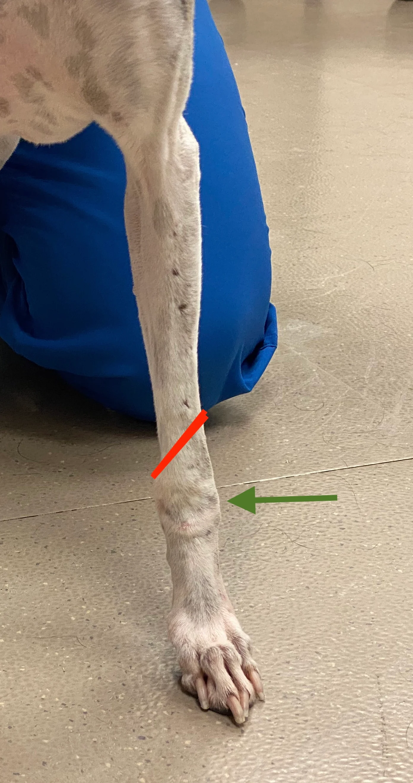Foreleg of dog seen from front with image markers denoting swelling proximal to carpus and at the carpus.