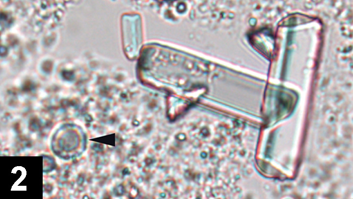 Struvite crystals outlet in cat urine