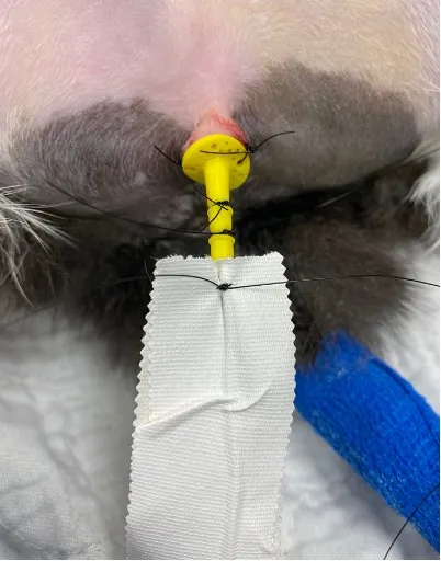 Close-up of urinary catheter sutured into place in a cat.