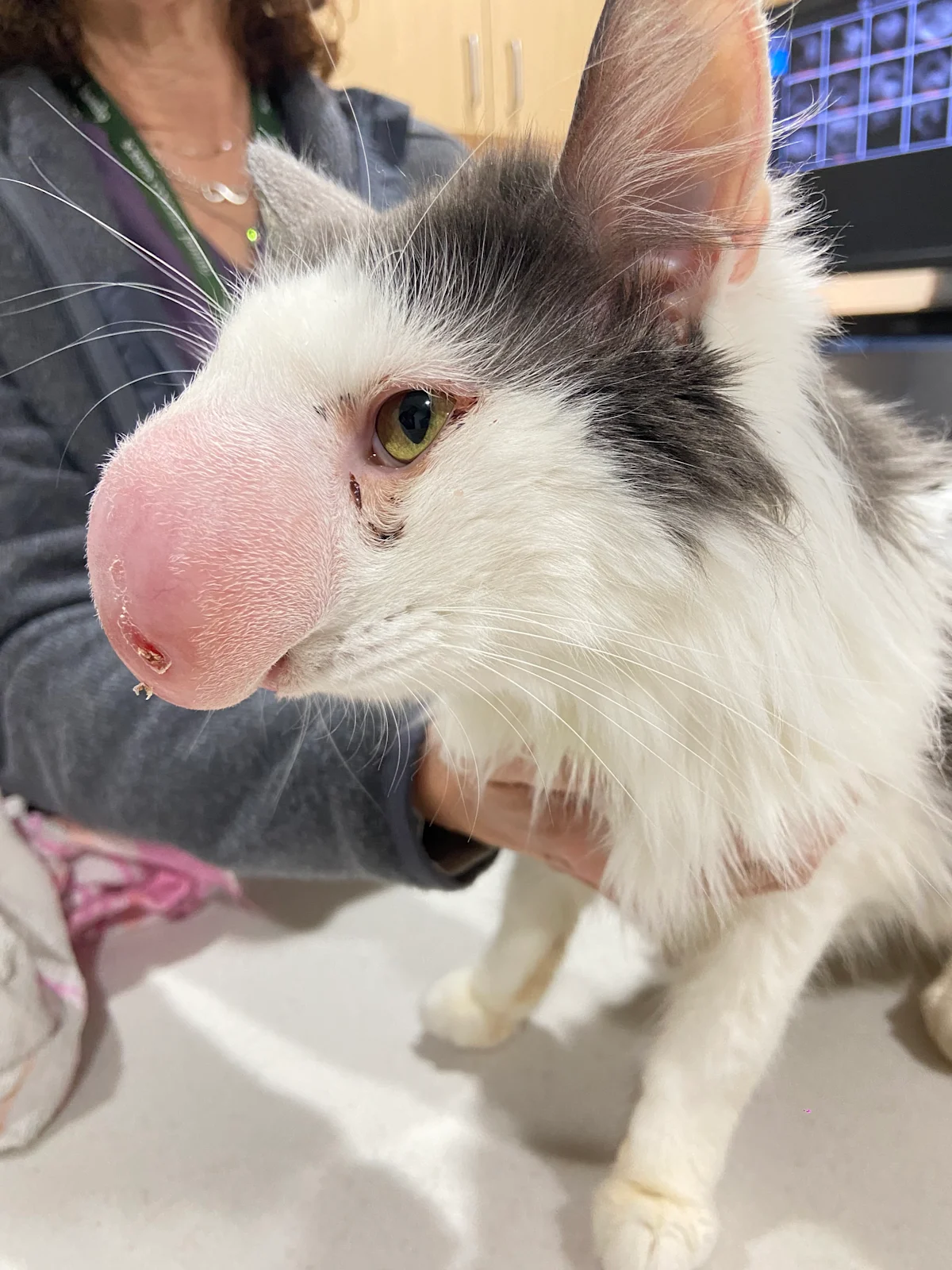 Significant swelling of the nasal bridge of a cat.