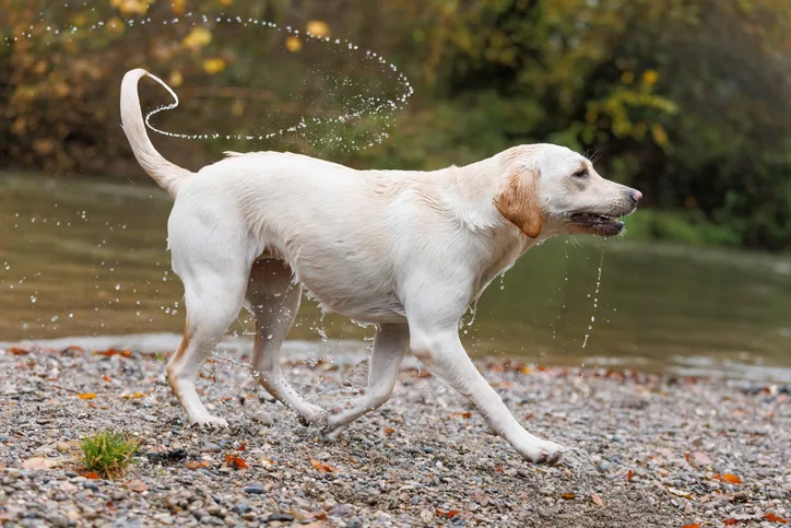 A wet, light-colored Labrador Retriever is playfully running along the edge of a river, shaking off water droplets from its fur. The background features a natural setting with trees and autumn foliage, highlighting a lively outdoor environment.