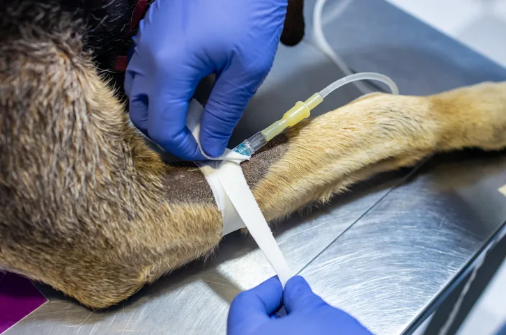 Gloved hands securing peripheral IV catheter in place with tape on forelimb of dog.